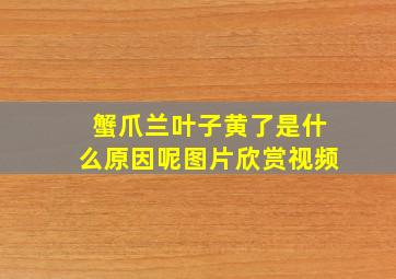 蟹爪兰叶子黄了是什么原因呢图片欣赏视频