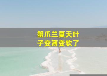 蟹爪兰夏天叶子变薄变软了