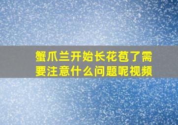 蟹爪兰开始长花苞了需要注意什么问题呢视频