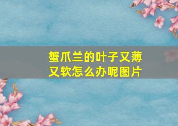 蟹爪兰的叶子又薄又软怎么办呢图片