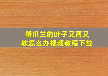 蟹爪兰的叶子又薄又软怎么办视频教程下载