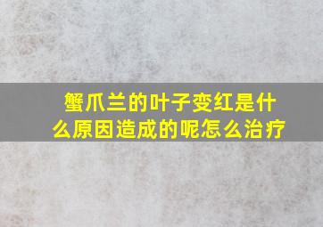 蟹爪兰的叶子变红是什么原因造成的呢怎么治疗