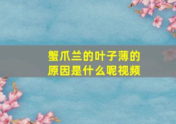 蟹爪兰的叶子薄的原因是什么呢视频