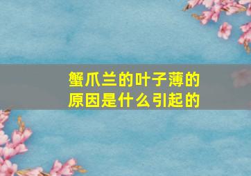 蟹爪兰的叶子薄的原因是什么引起的