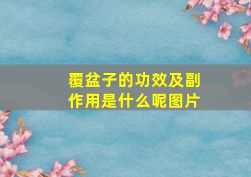 覆盆子的功效及副作用是什么呢图片