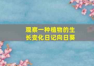 观察一种植物的生长变化日记向日葵