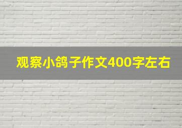 观察小鸽子作文400字左右