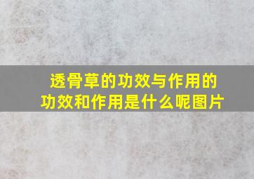 透骨草的功效与作用的功效和作用是什么呢图片