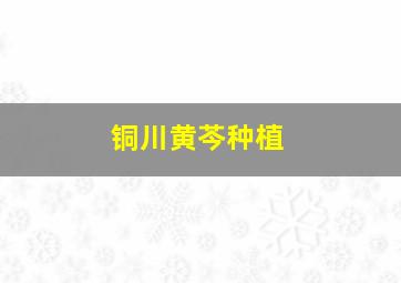 铜川黄芩种植