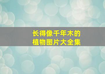 长得像千年木的植物图片大全集