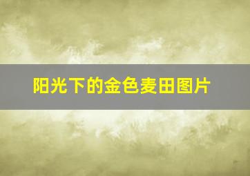 阳光下的金色麦田图片