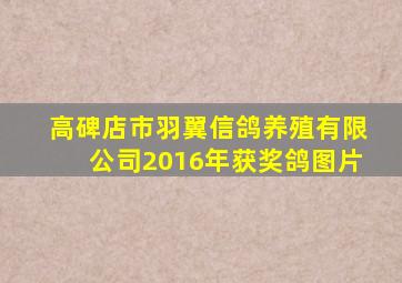 高碑店市羽翼信鸽养殖有限公司2016年获奖鸽图片