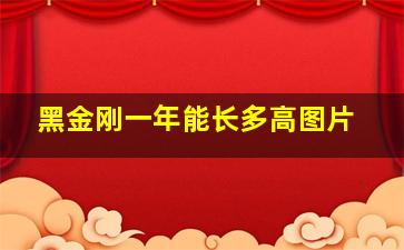 黑金刚一年能长多高图片