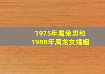 1975年属兔男和1988年属龙女婚姻