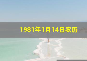 1981年1月14日农历