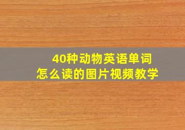 40种动物英语单词怎么读的图片视频教学