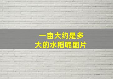 一亩大约是多大的水稻呢图片