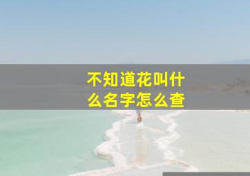 不知道花叫什么名字怎么查