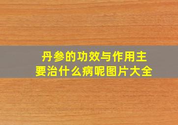 丹参的功效与作用主要治什么病呢图片大全