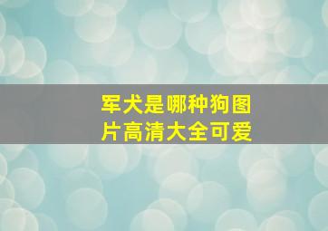 军犬是哪种狗图片高清大全可爱