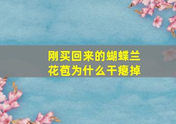 刚买回来的蝴蝶兰花苞为什么干瘪掉