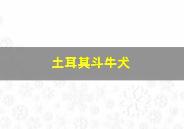 土耳其斗牛犬