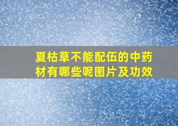 夏枯草不能配伍的中药材有哪些呢图片及功效