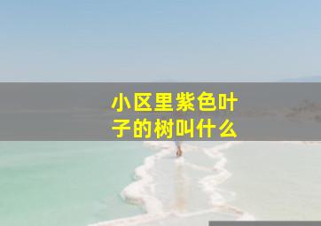 小区里紫色叶子的树叫什么