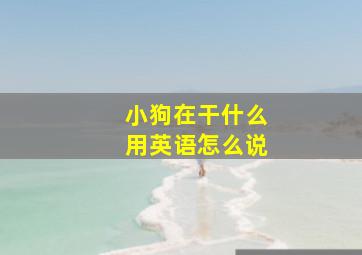 小狗在干什么用英语怎么说