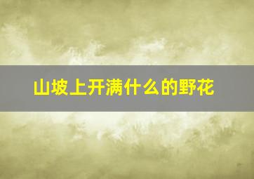 山坡上开满什么的野花