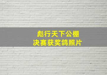 彪行天下公棚决赛获奖鸽照片