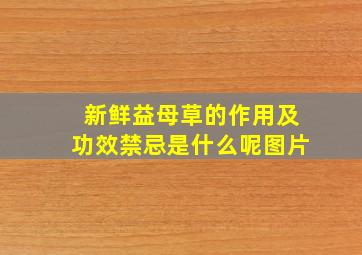 新鲜益母草的作用及功效禁忌是什么呢图片