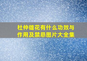 杜仲雄花有什么功效与作用及禁忌图片大全集