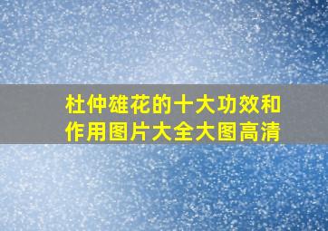 杜仲雄花的十大功效和作用图片大全大图高清