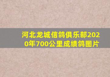 河北龙城信鸽俱乐部2020年700公里成绩鸽图片