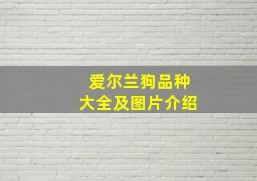 爱尔兰狗品种大全及图片介绍