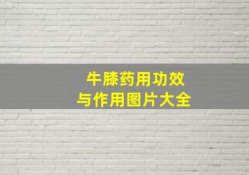 牛膝药用功效与作用图片大全