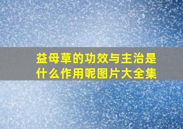 益母草的功效与主治是什么作用呢图片大全集