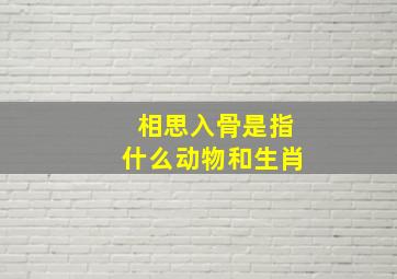 相思入骨是指什么动物和生肖