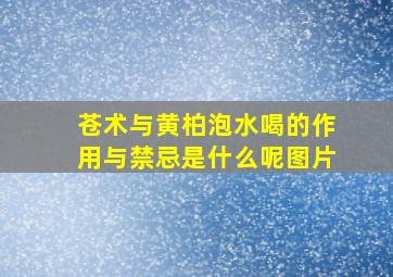 苍术与黄柏泡水喝的作用与禁忌是什么呢图片