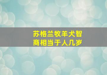 苏格兰牧羊犬智商相当于人几岁