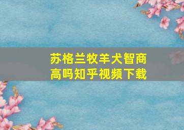 苏格兰牧羊犬智商高吗知乎视频下载