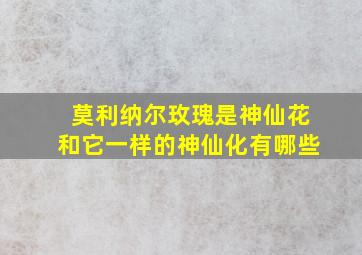 莫利纳尔玫瑰是神仙花和它一样的神仙化有哪些