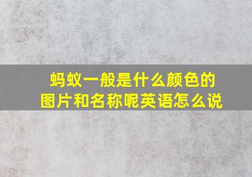 蚂蚁一般是什么颜色的图片和名称呢英语怎么说