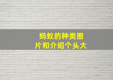 蚂蚁的种类图片和介绍个头大