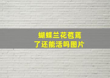 蝴蝶兰花苞蔫了还能活吗图片