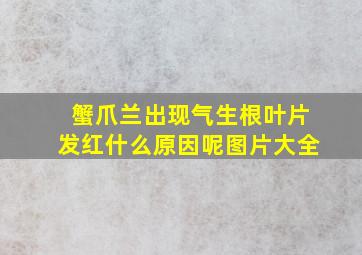 蟹爪兰出现气生根叶片发红什么原因呢图片大全