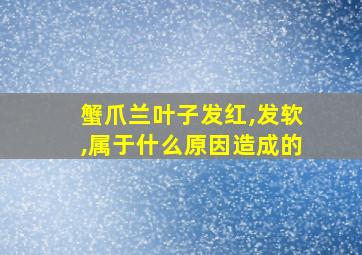 蟹爪兰叶子发红,发软,属于什么原因造成的