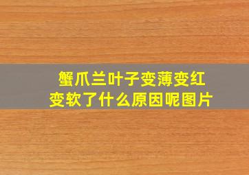 蟹爪兰叶子变薄变红变软了什么原因呢图片