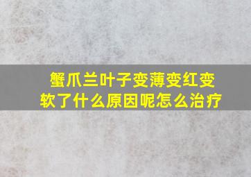 蟹爪兰叶子变薄变红变软了什么原因呢怎么治疗